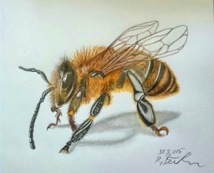 Biene mit Bunstifte gemalt