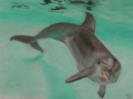 Dolphin kleiner