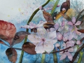 Blüten der Zierkirschen künden vom Frühling (c)  Aquarell von Frank Koebsch K