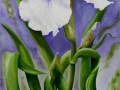 Iris Vorhangklein