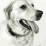 Tierzeichnungen und Tierportraits von Katja Sauer