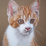Tierzeichnungen und Tierportraits von Katja Sauer