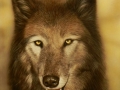 Wolf_Thomas_Ernst